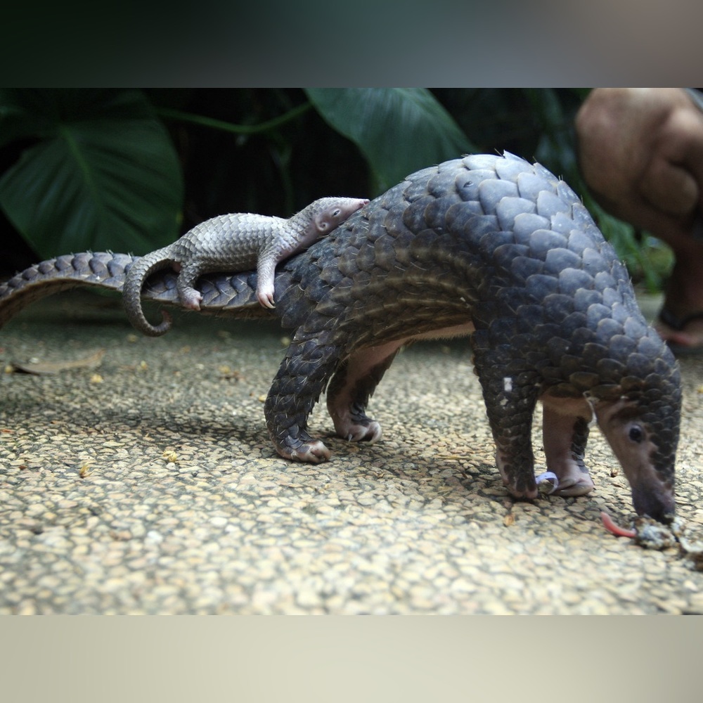 Solid Brass Pangolin Vintage-style Sculpture Desk Decor - Picture 10 of 13